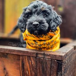Scribe - Phantom male Goldendoodle puppy in Centreville, Mississippi from Trin's Designer Doodles