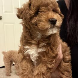 Poodle Puppies from Sealy Toy Poodles