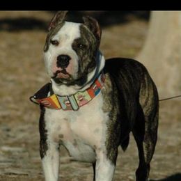 Jacket - American Staffordshire Terrier