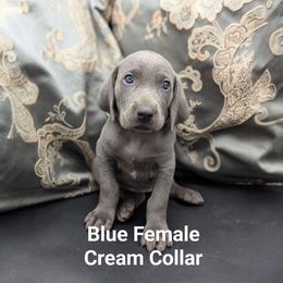 Dottie - Blue female Weimaraner puppy in Evart, Michigan from Drehbar Weimaraners