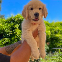 Golden Retriever Puppies from Bear State Golden Retrievers
