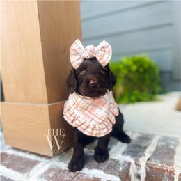 Solara - Chocolate female Goldendoodle puppy in Soddy Daisy, Tennessee from The W Doods