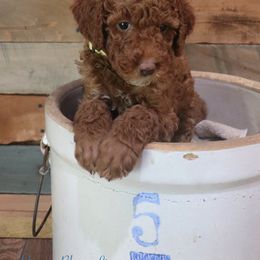 Poodle Puppies from Red Barn Moyen Poodles