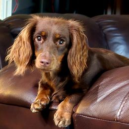 Hannah - Dachshund