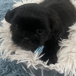 Cavapoo and Shihpoo Puppies from Haus of Doodles