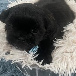 Cavapoo and Shihpoo Puppies from Haus of Doodles