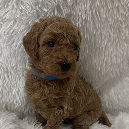 Poodle Puppies from Ritzy Red Poodles