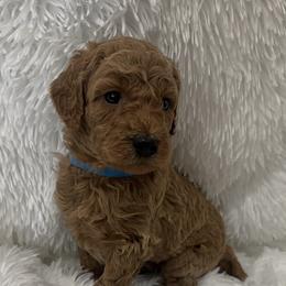 Poodle Puppies from Ritzy Red Poodles