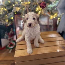 Bernedoodle and Double Doodle Puppies from ETX Dandy Doodle