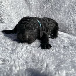 Apollo - Black male Poodle puppy in Travelers Rest, South Carolina from Cotton Top