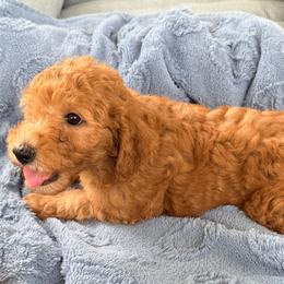 Shep - Apricot male Goldendoodle puppy in Cocoa, Florida from The Beach Doodles