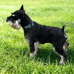 Stormy - Miniature Schnauzer