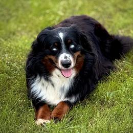 Journey - Black tri female Miniature Australian Shepherd puppy in Prague, Oklahoma from Classic K9’s  Aussies & Doodles