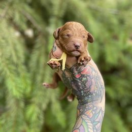 Axel - Parti male Goldendoodle puppy in Roseburg, Oregon from Dbos Furry Friends