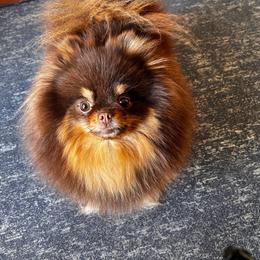 TT - Pomeranian