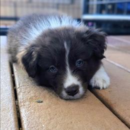 Atticus - Red & white male Australian Shepherd puppy in Dulzura, California from Windsong Ranch Aussies