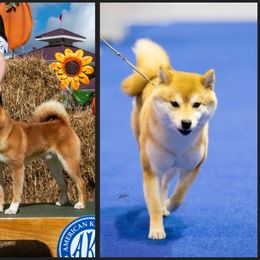 Shiba Inu puppies from Diwasou