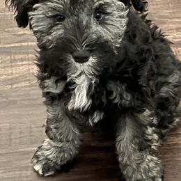 Miniature Schnauzer Puppies from Sugarbaby Kennel