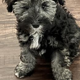 Miniature Schnauzer Puppies from Sugarbaby Kennel