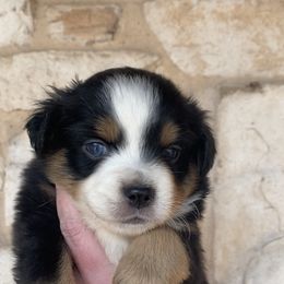 Girl 1 - Miniature Australian Shepherd puppy in Paris, Texas from Kuttin’ Up Mini Aussies