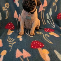 Pug Puppies from Lisa's Pugalicious Pugs