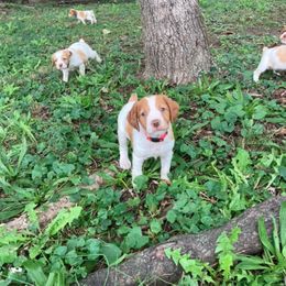 Brittany Puppies from Fox Mtn Brittanys