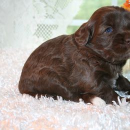 Australian Labradoodle Puppies from Windsor Creek Labradoodles