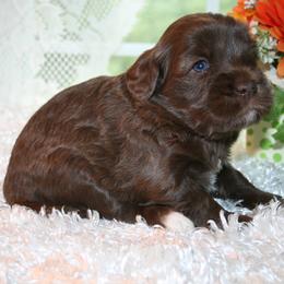 Australian Labradoodle Puppies from Windsor Creek Labradoodles