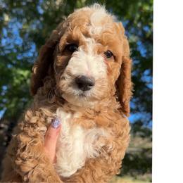 Assorted Doodle Crosses, Goldendoodle, Labradoodle, and Poodle Puppies from Ruff Country Doodles