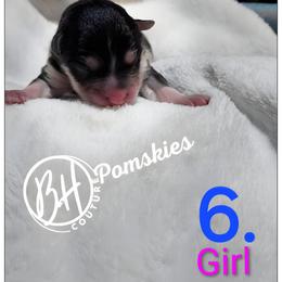 Blossom - Black and white female Pomsky puppy in Norfolk, Virginia from 'Brick'House Couture Pomskies