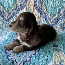 Hope - Chocolate and cream female Dachshund puppy in Lincoln, Arkansas from Red Dirt Dachshunds