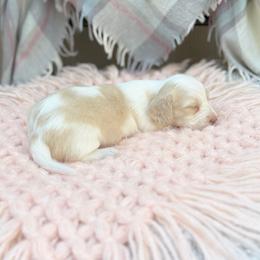 Rosie - Cream female Dachshund puppy in Decatur, Mississippi from KP Dachshunds