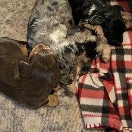 Dachshund Puppies from Renee's Dachshund's