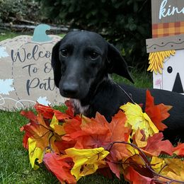 Tara - Dachshund