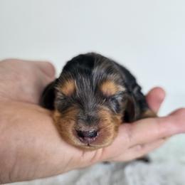 Black and tan dapple female 2 (3208.56) - Dapple female Dachshund puppy in Belle Rive, Illinois from Akin's Miniature Dachshunds, LLC
