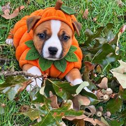 Rachel - Red female American Staffordshire Terrier puppy in Marietta, Georgia from Ambition Amstaffs