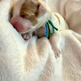 Freedom - Parti male Goldendoodle puppy in Boise, Idaho from Goldendoodle Baby