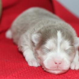 Jingle - Lavender male Pomsky puppy in Bremen, Indiana from AMS Pomeranians and Pomskies in Indiana