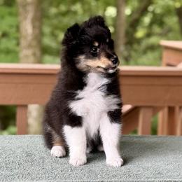 Girl 1 - female Shetland Sheepdog puppy in Mackinaw, Illinois from Somerlake Shetland Sheepdogs