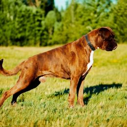 Parker - Boxer