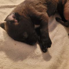 Sam - Black Peruvian Inca Orchid puppy in Waldron, Arkansas from Gryphon Lane Dachshunds and PIOs