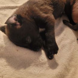 Sam - Black Peruvian Inca Orchid puppy in Waldron, Arkansas from Gryphon Lane Dachshunds and PIOs