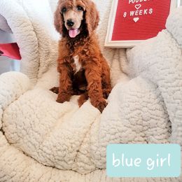 Poodle Puppies from Dannebrog Poodles