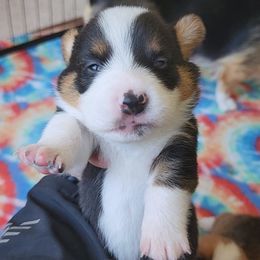 Pembroke Welsh Corgi Puppies from Millsinn Corgis