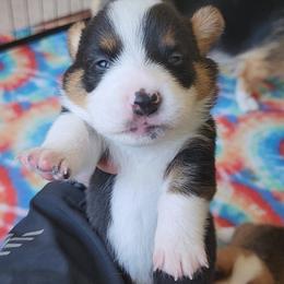 Pembroke Welsh Corgi Puppies from Millsinn Corgis