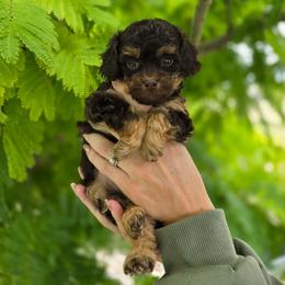 Mars - Red tri-color male Aussiedoodle puppy in Prescott Valley, Arizona from Ramirez Family Doodles