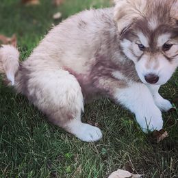 Siberian Husky Puppies from Wyant Farms