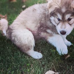Siberian Husky Puppies from Wyant Farms