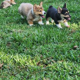 Pembroke Welsh Corgi Puppies from AW Corgis