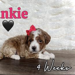 Pinkie - Red  female Goldendoodle puppy in Runaway Bay, Texas from Green Ranch Doodles